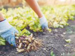 MPI believes establishing a peanut industry in Northland would help diversify its regional economy and create employment.