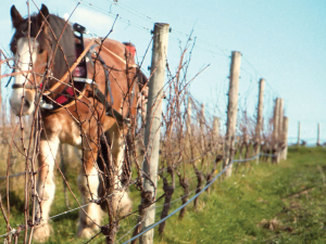 Churton Wines is using Clydesdales to manage the soils of its Waihopai Valley vineyard.