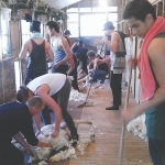 Wool harvesters earn while they learn