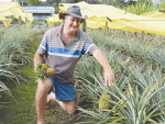 Northland grower Owen Schafli believes he has New Zealand's only commercial pineapple plantation.