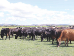 A Waitomo farmer has been fined for docking the tails of cows.