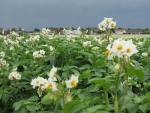 Potatoes in flower.