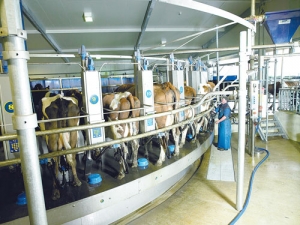 Slipping dairy prices continue to mount pressure on the milk payout for this season and next year.
