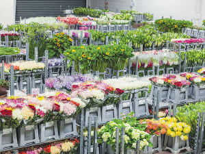 United Flower Growers are working on a campaign for mental health funds.