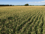 How Much N Does Your Maize Crop Really Need?
