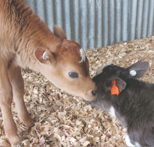 Easing the spring calving load