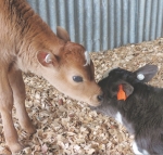 Easing the spring calving load