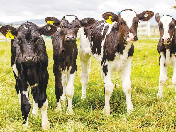 Improved animal evaluation to allow better breeding decisions