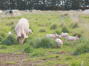 For Freedom Farms, the bottom line for animal welfare is no crates, no cages. 