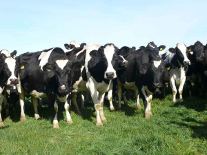 The NZ Dairy Statistics reveal a productive season.