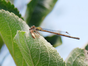 Apples delivered with a side of biodiversity