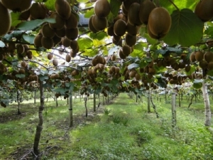 Seeka Kiwifruit has handled record volumes in the packing season.