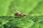 The application seeks approval to release the psyllid parasitoid Tamarixia triozae (the wasp) to kill the tomato potato psyllid (pictured). Image: Plant &amp; Food Research.