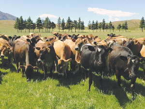 Three more Hawke’s Bay herds are infected with tuberculosis.
