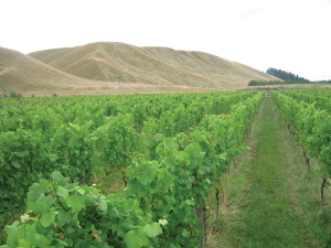 Frost wreaks havoc in lower North Island