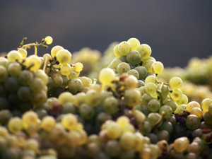 Grape harvest jumps 6%