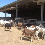 Dairy goat research facility