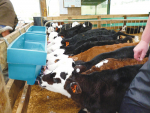 Calves involved in the AgResearch-led project.