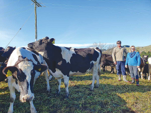 Rob and Shiralee Seerden walk among dry cows on a crop of winter oats.