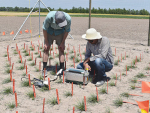 The ryegrass trial in the US.