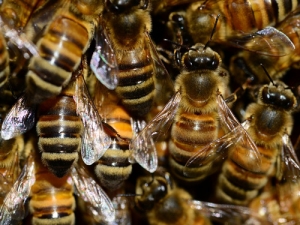 Research has found that &quot;non-bee&quot; insects are as important as honey bees in pollinating flowers.