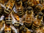 Research has found that "non-bee" insects are as important as honey bees in pollinating flowers.
