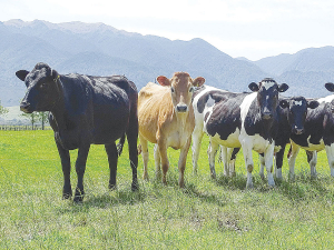 Both Beef + Lamb New Zealand (B+LNZ) and DairyNZ are principle partners in the Agribusiness in Schools programme.
