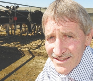 Cash-converter cows sorted in feed trial