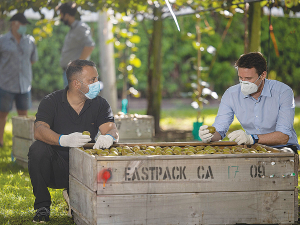 Zespri chief executive Daniel Mathieson (right) and orchard owner Gopa Bains look over the first commercial Zespri RubyRed harvest, near Te Puke. Photo by Jamie Troughton/Dscribe Media.