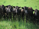 First Light wagyu cattle.