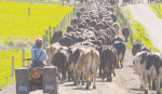 Kiwi dairy farmers remained profitable in the 2021/22 season despite rising on-farm costs.