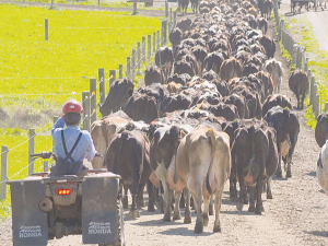 Waikato Federated Farmers executive Richard Myers says farmers need to follow directors from their processors on sustainability.