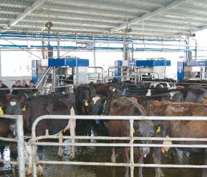 Milking shed power savings achievable