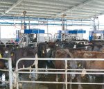 Milking shed power savings achievable