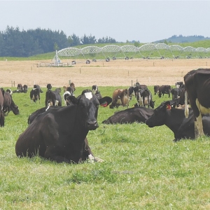 Control the area grazed each day.