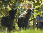 At least 18,000 seasonal workers will be required to pick and pack the kiwifruit harvest this year. 