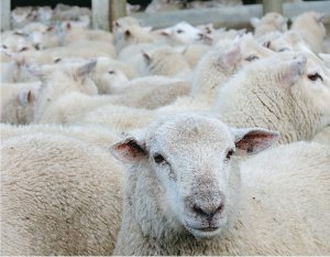 Hill farmer’s winning