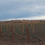 Has Marlborough Reached Saturation? Tessa Nicholson