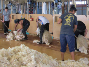 Federated Farmers says there could soon be an animal welfare issue as sheep farmers ask the government to allow overseas shearers into New Zealand.