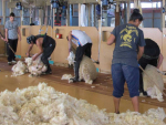 Farmers crying out for overseas shearers