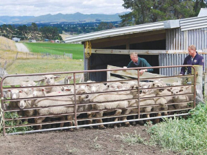Ian, left, and Nick Hamilton prepare to load up a mob of spring lambs from their drought-hit family farm at Omihi, North Canterbury.