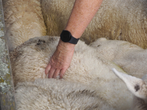 A BCS of 3 at mating is critical to achieving a high pregnancy rate.