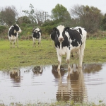 Wet pasture, heavy grazing and the resulting compaction can reduce pasture growth.