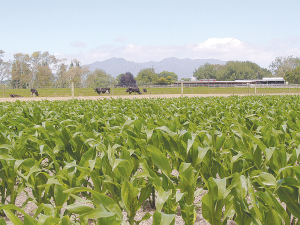 Foundation for Arable Research senior maize researcher David Densley says nitrogen fertiliser are still a significant contributor to the cost of maize production. For the 2023-24 maize production season, the projected total fertiliser cost is forecast to reduce by almost $390/ha compared to last season.