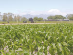 Soil nitrogen way to reduce maize growing costs