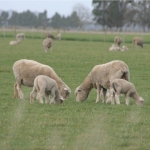 Lamb crop down 4.7%