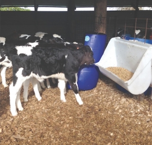Simple changes help calf growth
