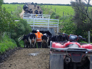 Migrants make up a key group of the dairy farm workforce.
