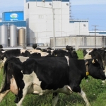 Meat, dairy drive manufacturing 