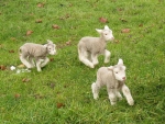 Increased feed supply over spring with nitrogen can help to finish as many lambs as early as possible.